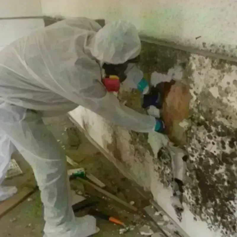 Mold Remediation and Removal in Wilmore, KY